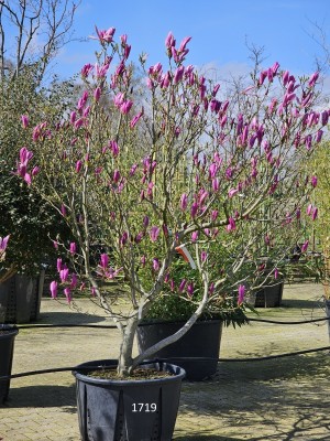 Afbeelding Magnolia 'Susan' - Magnolia 'Susan'
