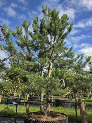 Afbeelding Waldkiefer - Pinus sylvestris