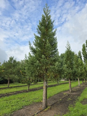 Afbeelding Mammutbaum - Sequoiadendron giganteum 'Glaucum'