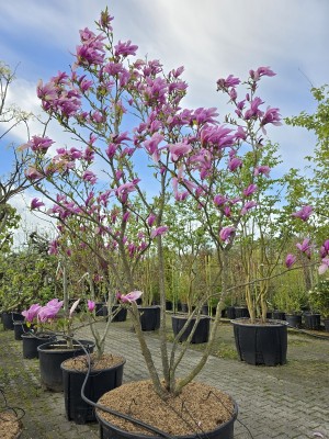 Afbeelding Magnolia 'Susan' - Magnolia 'Susan'