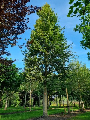Afbeelding Großblättrige Linde - Tilia platyphyllos