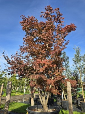 Afbeelding Japanse esdoorn - Acer palmatum 'Kurabu-Yama'