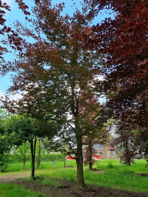 Afbeelding Rood bladige Klimboom - Fagus sylvatica 'Atropunicea'