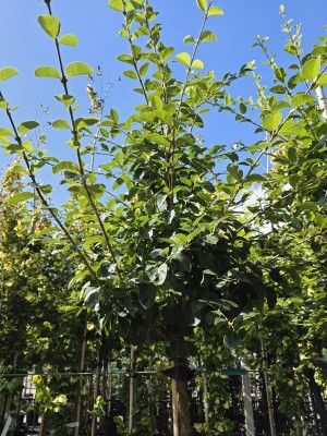 Afbeelding Schneeflockenbaum - Chionanthus retusus