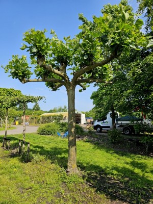 Afbeelding Dikke dakplataan - Platanus hispanica