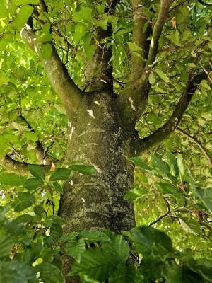Afbeelding Grüne Buche - Fagus sylvatica