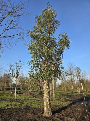 Afbeelding Kurkeik - Quercus Suber