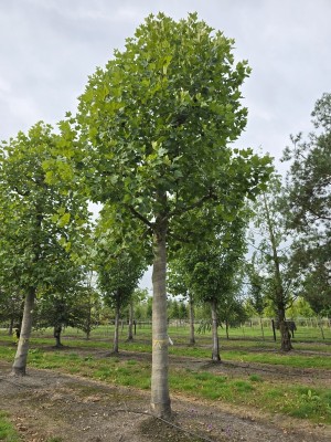 Afbeelding Französische Kopfplatane - Platanus x hispanica