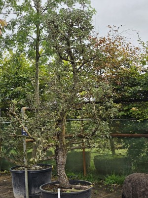 Afbeelding Stoofpeer - Pyrus communis 'Gieser Wildeman'