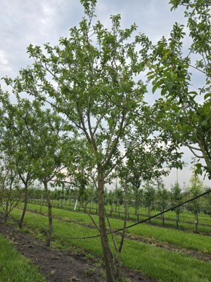Afbeelding Reine Claude Verte groene pruim - Prunus domestica Reine Claude 'Verte'