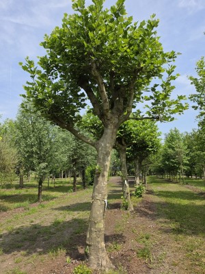 Afbeelding Dakplataan - Platanus x hispanica