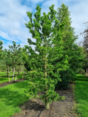 Afbeelding Dwergvorm Moerascypres - Taxodium distichum 'Peve Minaret'