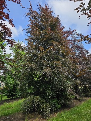 Afbeelding Rode beuk - Fagus sylvatica 'Atropunicea'