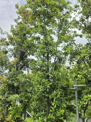 Afbeelding Steineiche - Quercus ilex