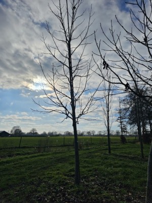 Afbeelding Amberboom - Liquidambar styraciflua 'Palo Alto'