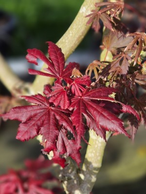 Afbeelding Japanse Esdoorn - Acer palmatum 'Trompenburg'