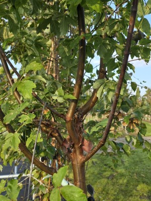 Afbeelding Papieresdoorn - Acer griseum