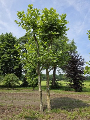 Afbeelding Plataan 2 stam als dakvorm - Platanus x Hispanica