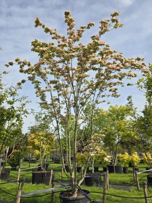 Afbeelding Japanse Grootbloemige Kornoelje - Cornus 'Stellar Pink'