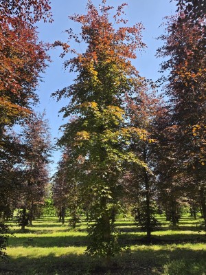 Afbeelding Rode beuk - Fagus sylvatica 'Atropunicea'