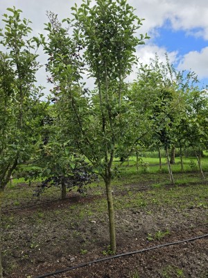Afbeelding Rode Goudreinet - Malus domestica 'Rode Boskoop'