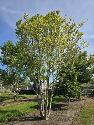 Afbeelding Magnolia - Magnolia liliiflora 'Nigra'