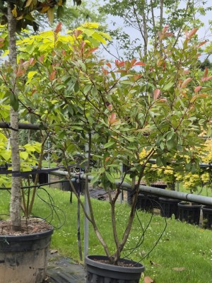 Afbeelding Glansmispel - Photinia fraseri 'Red Robin'