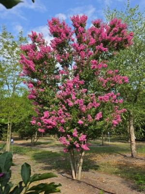 Afbeelding Lagerstroemia indica 'Rosea' - Lagerstroemia indica 'Rosea'