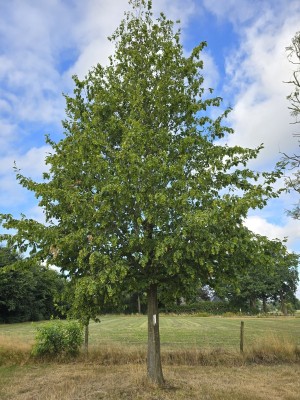 Afbeelding Haagbeuk - Carpinus Betulus