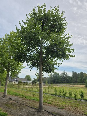 Afbeelding Königslinde - Tilia x Europaea