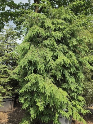 Afbeelding Hemlocktanne - Tsuga canadensis