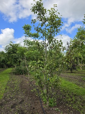 Afbeelding Peer 'Conference' als struik - Pyrus c. 'Conference'