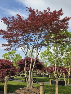 Afbeelding Japanse Esdoorn - Acer palmatum 'Trompenburg'