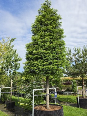 Afbeelding Venijnboom (Taxus) - Taxus baccata