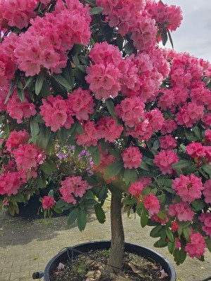 Afbeelding Japanse Rhododendron 'Fantastica' - Rhododendron yakushimanum 'Fantastica'