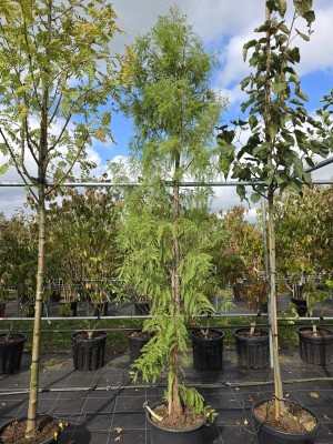 Afbeelding Smalle moerascypres - Taxodium distichum 'Shawnee Brave'