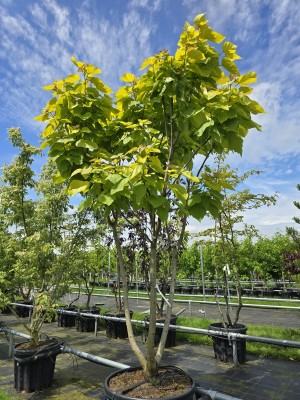 Afbeelding Gouden Trompetboom - Catalpa bignonioides 'Aurea'