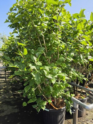 Afbeelding Lila Flieder - Syringa vulgaris 'Charles Joly'