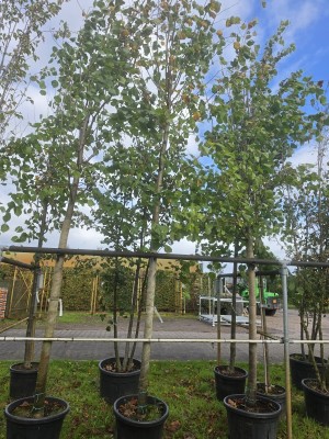 Afbeelding Koningslinde - Tilia x europaea 'Pallida'