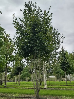 Afbeelding Persisches Eisenholz - Parrotia persica 'Vanessa'