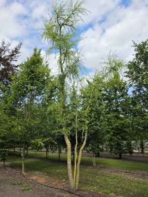 Afbeelding Treurwilg meerstammig - Salix x sepulcralis 'Chrysocoma'