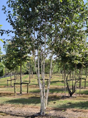 Afbeelding Himalayaberk - Betula utilis 'Doorenbos'