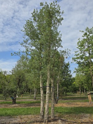 Afbeelding Kurkeik - Quercus Suber