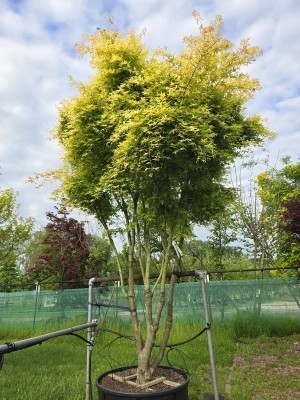 Afbeelding Japanse Esdoorn - Acer palmatum 'Ueno Yama'