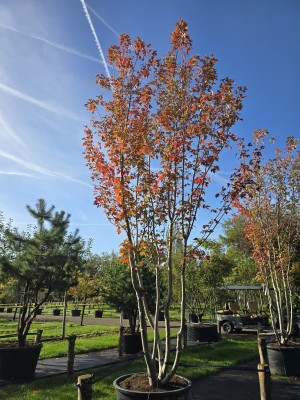 Afbeelding Esdoorn 'Autumn Blaze' - Acer x freemanii 'Autumn Blaze'