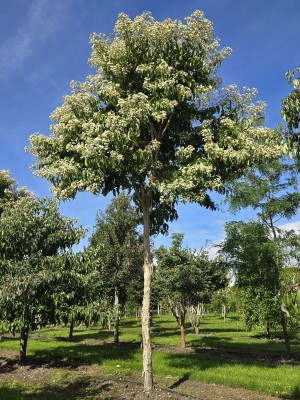 Afbeelding Sieben-Söhne-Baum - Heptacodium miconioides