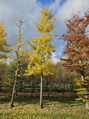 Afbeelding Japanse notenboom  Tempelboom - Ginkgo biloba