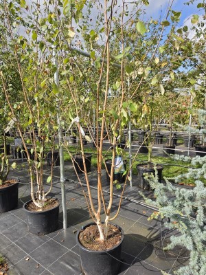 Afbeelding Himalaya-Birke - Betula utilis 'Doorenbos'