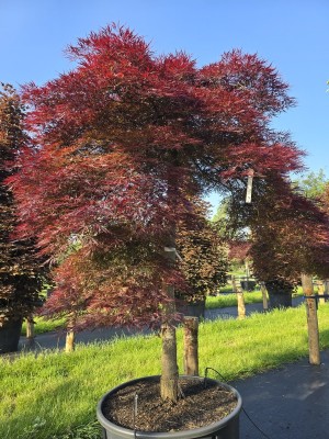 Afbeelding Japanse esdoorn in Umbrella vorm - Acer palmatum 'Garnet'