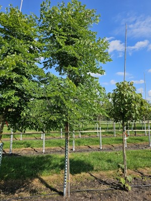 Afbeelding Geweihbaum - Gymnocladus dioica